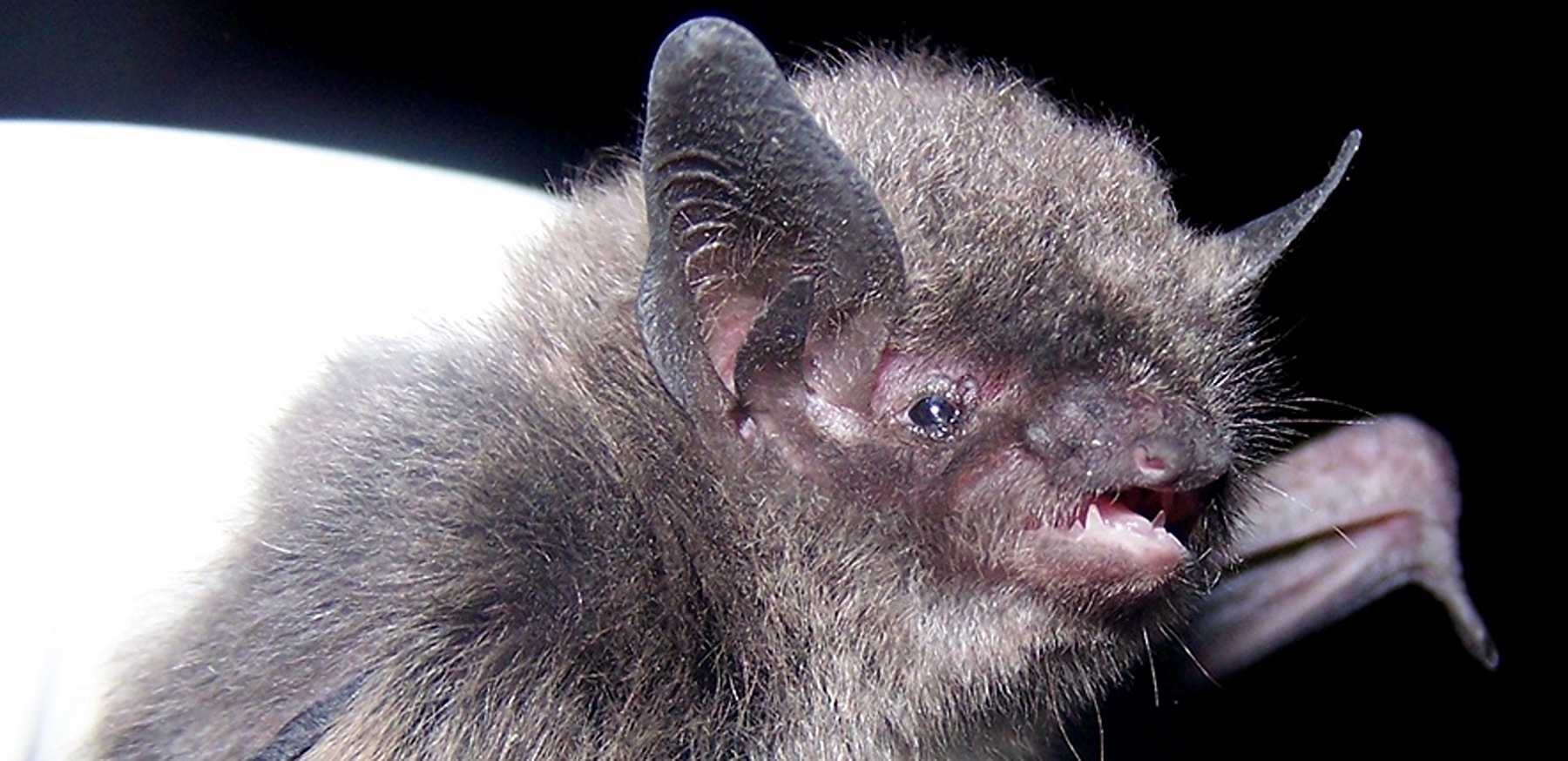 Indiana bat 