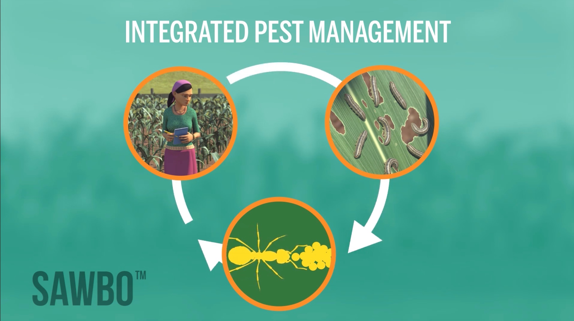 Integrated Pest Management Cycle 