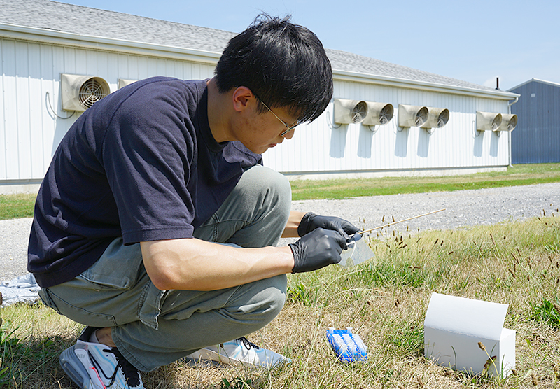 Jiangshan Wang, a PhD candidate in Agricultural and Biological Engineering at Purdue, swabs a collection flag to test for the presence of fecal microorganisms in field tests. 