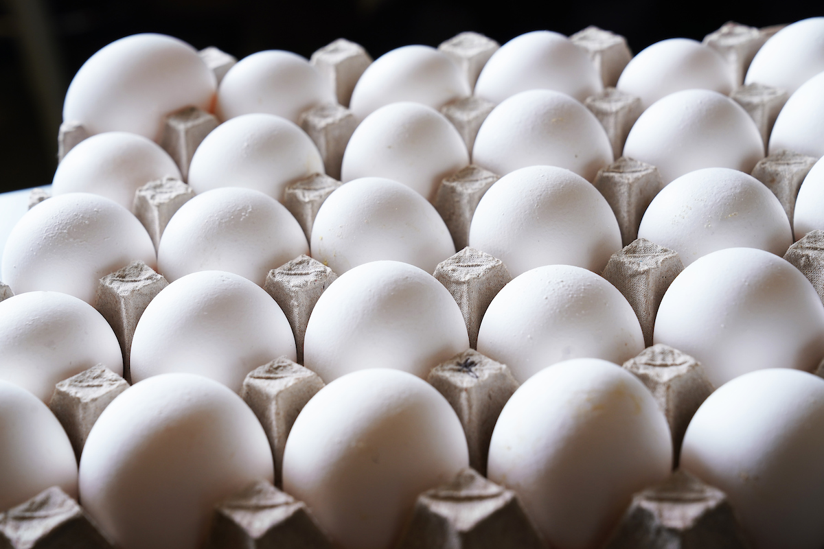 Eggs are placed in a cardboard carton.