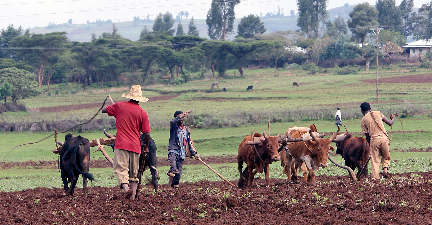 Farmers at work in a field in Ethiopia 