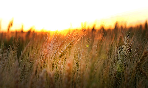 A close up image of a wheat field at sunset.