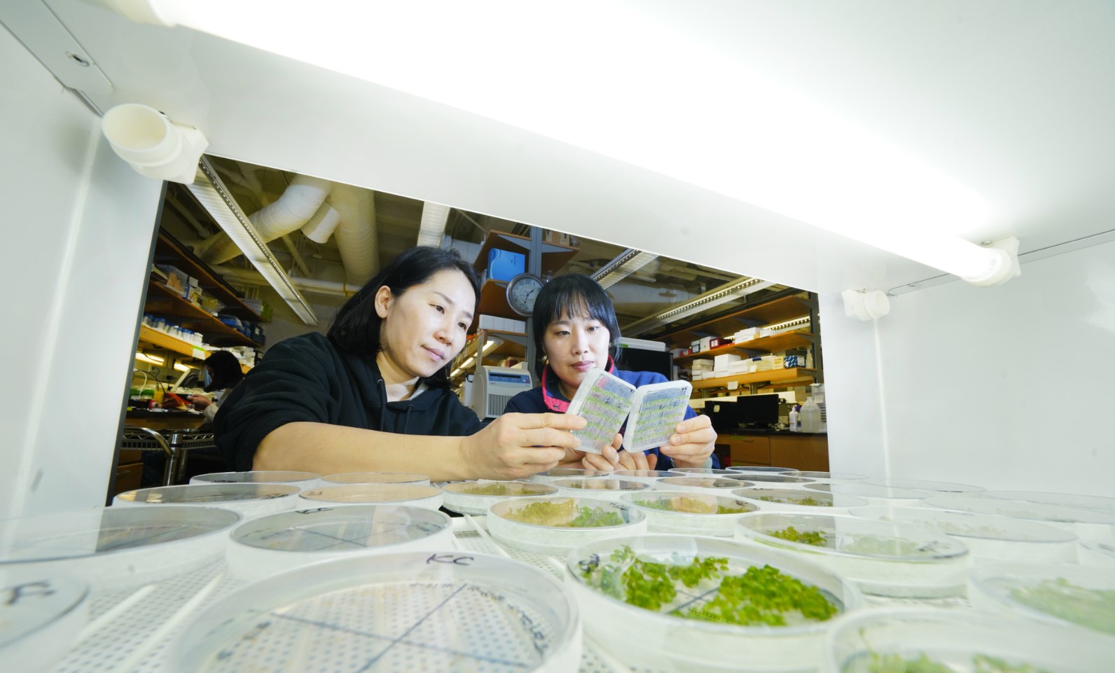 Women looking at data in a lab for plants. 