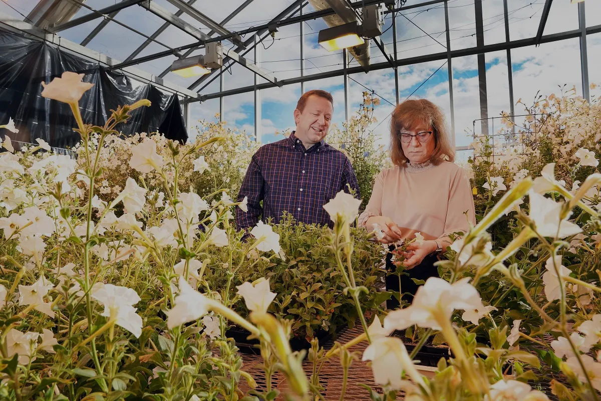 Two researchers examining petunias in a greenhouse