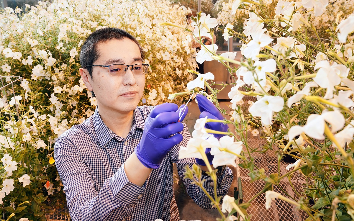 Scientist tagging a petunia bloom in a greenhouse