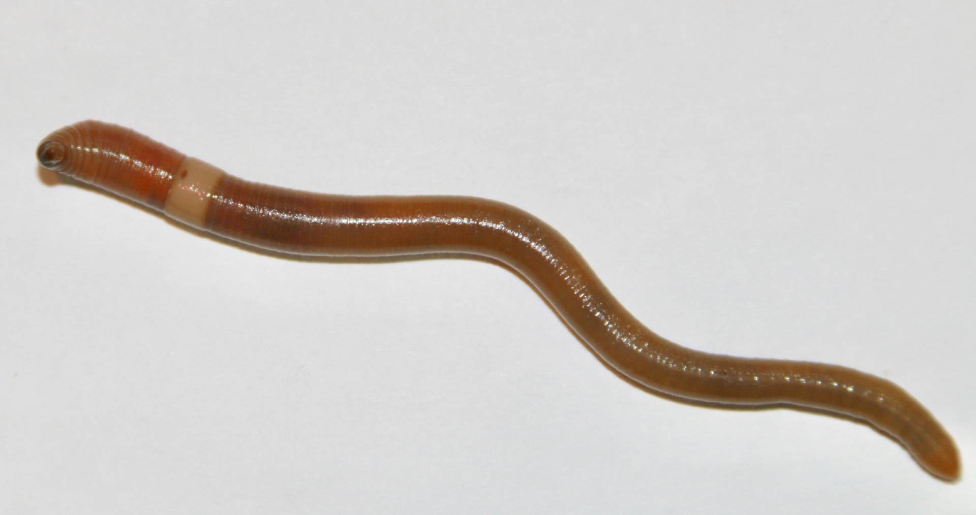 An invasive jumping worm is spread out on a white background.