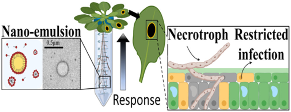 Essential oil nanodelivery system protecting plants agains necrotrophs