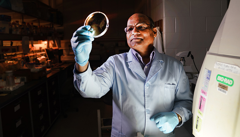 Food microbiologist holds up a petry dish to examine
