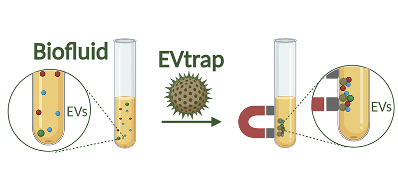 The EVtrap technology uses magnetic beads to rapidly isolate and identify large quantities of proteins from extracellular vesicles, which cells use in their molecular delivery systems. 