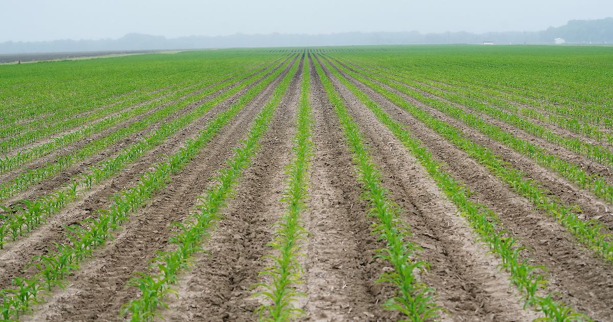 Several rows of corn grow in a field.