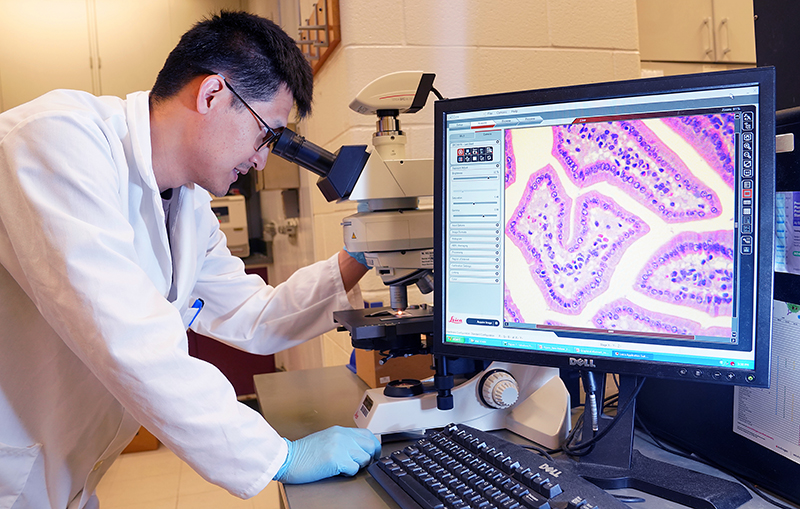 Food scientist examines mouse tissue through a microscope that is displayed on a computer monitor