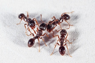 House Invading Ants