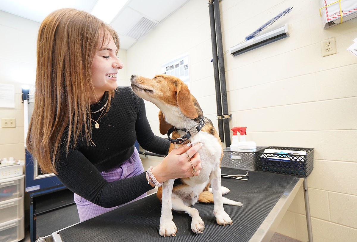 Renee Bippus works with a beagle in the vet lab.