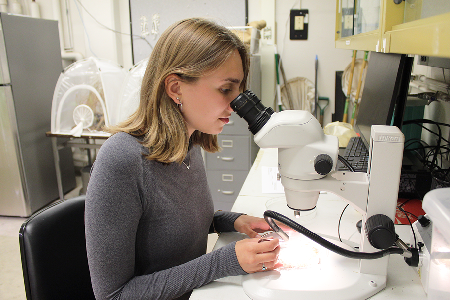 Allison Beach examines and sorts mosquito samples by species at her microscope before sending them to the Indiana Department of Health for testing