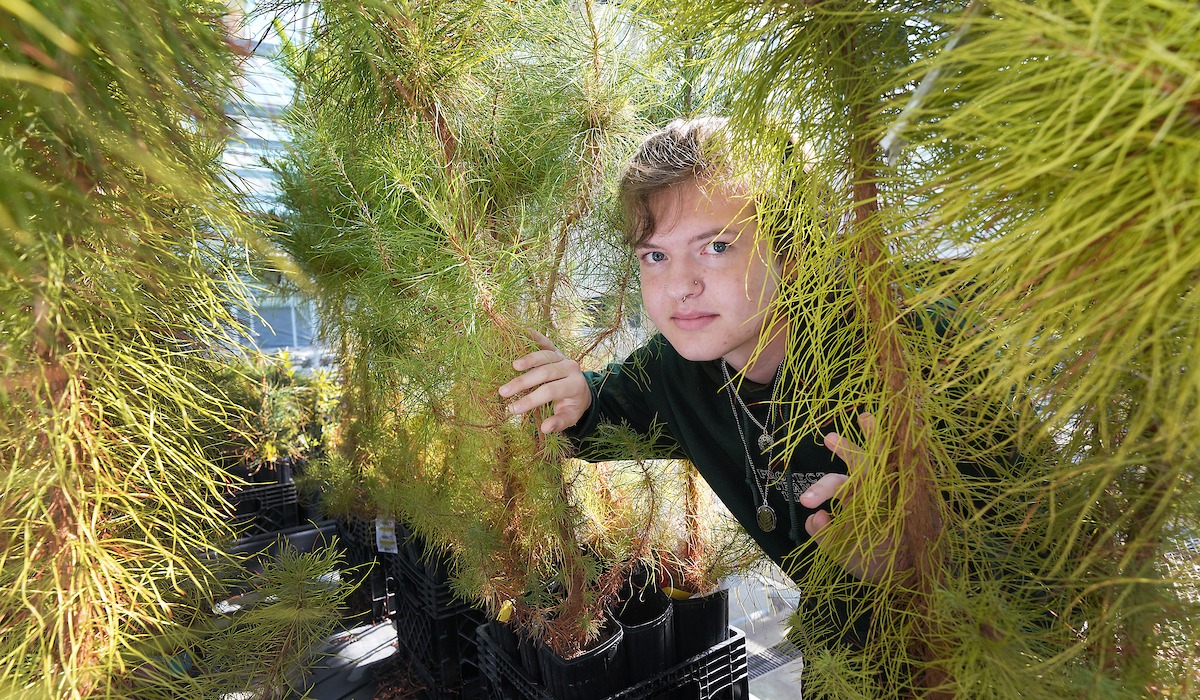 Levi Berry peers through some young pine trees in the Horticulture greenhouses