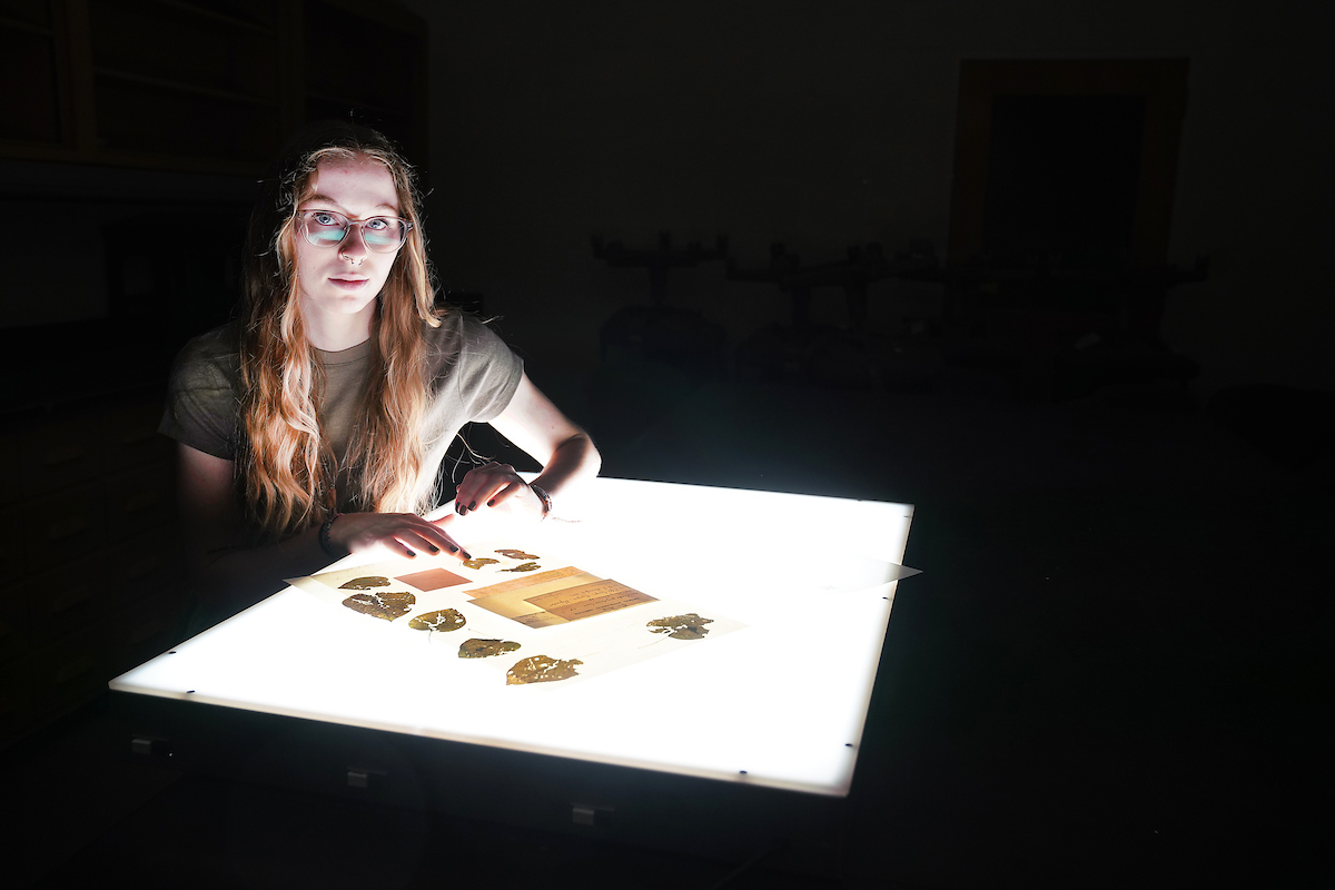 Sidney Bunch organizing a sample over a light box to be scanned into the digital database