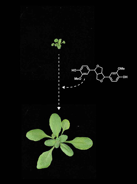 Purdue researchers have found that they can rescue the growth deficit of Arabidopsis thaliana plants with altered lignin composition by adding pinoresinol. 