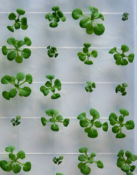 Arabidopsis thaliana plants, some of which are normal and others that are exhibiting dwarfism. (Photo provided by Fabiola Muro-Villanueva)
