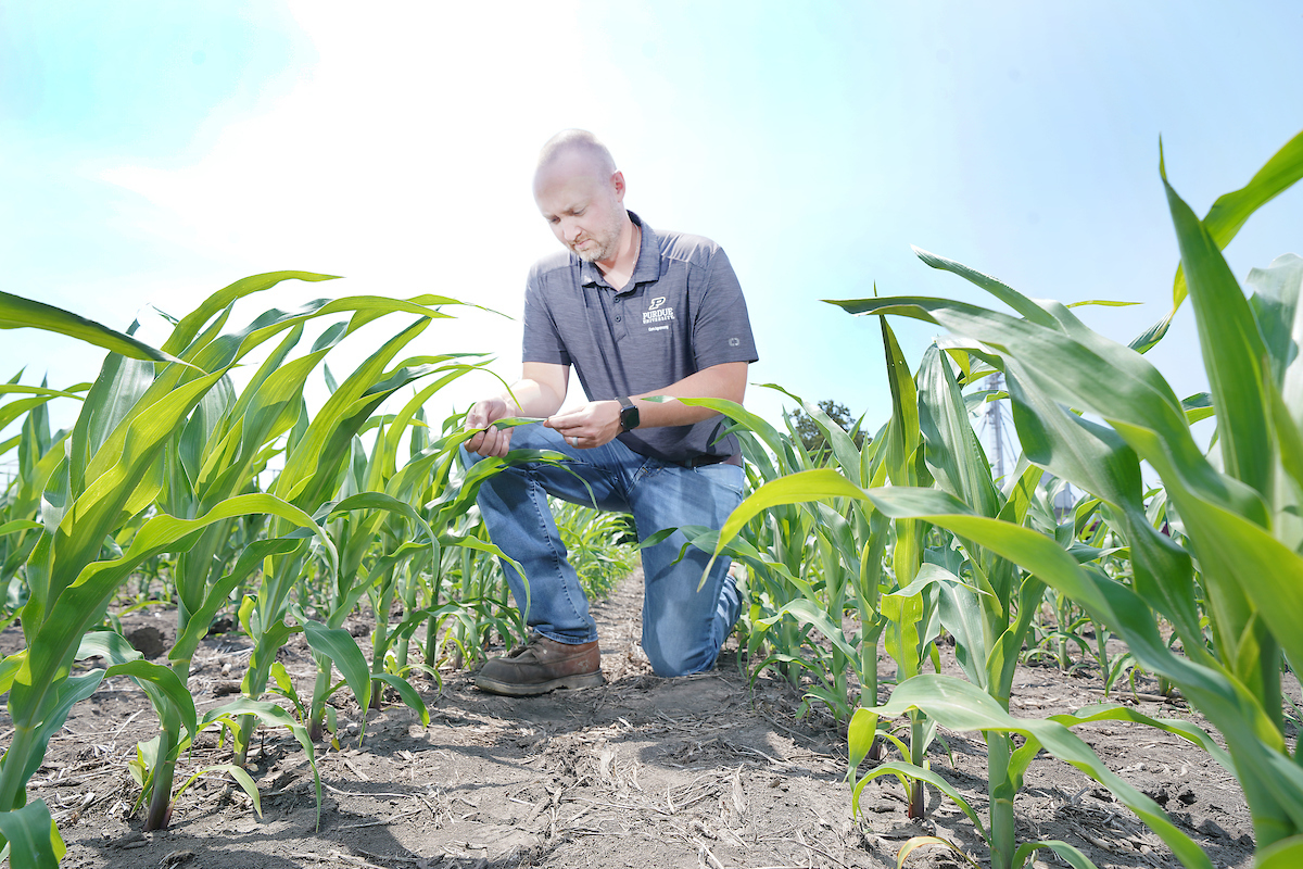 Dan Quin analyzes corn crops in a field.
