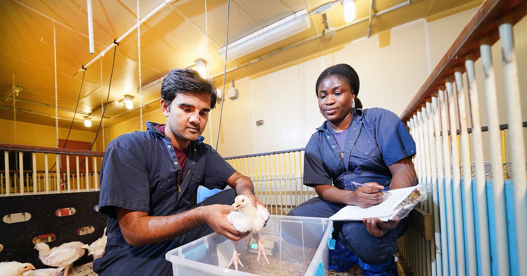 Faisal Riaz holds chicken in lab at Purdue. 
