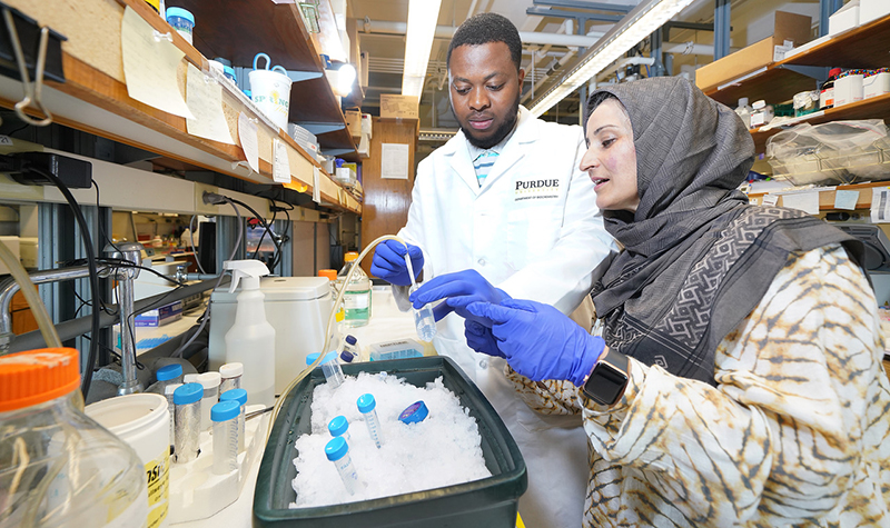 Purdue University’s Isaiah Mensah (left), a PhD student in biochemistry, and Humaira Gowher, associate professor of biochemistry, and their collaborators have published new insights on the embryonic development of mammals.