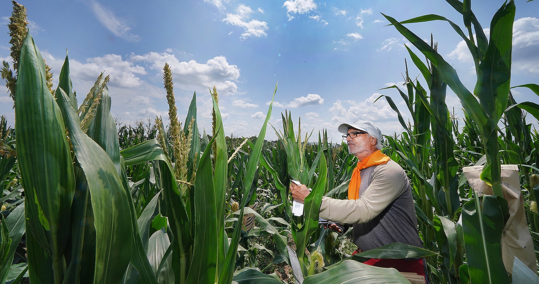 Purdue researcher’s short corn has far-reaching potential for growers, industry and the environment