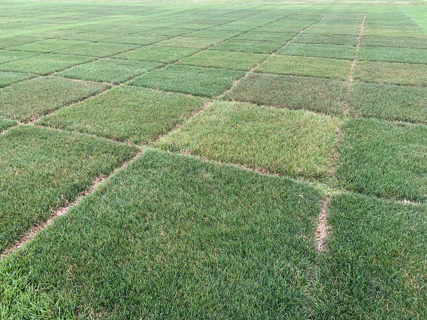 Diversity of high quality and low quality perennial ryegrasses.
