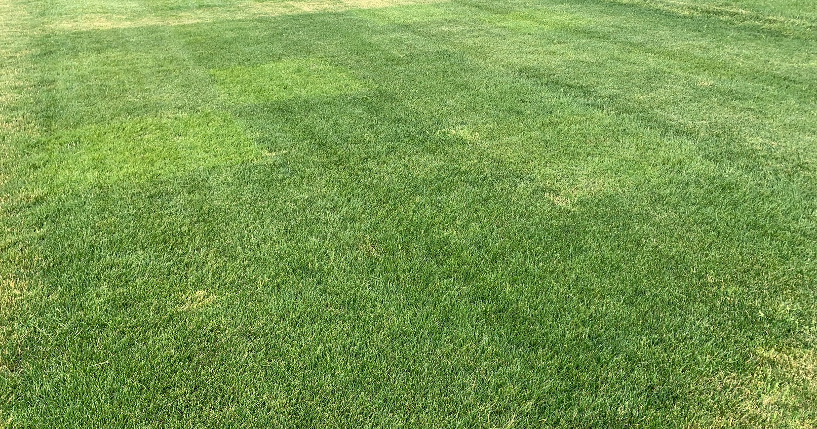 A lawn of tall fescue grass.