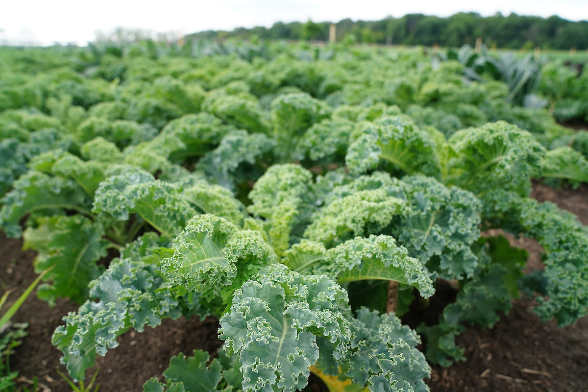 Kale plants grow in a field