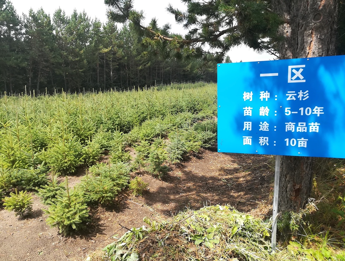 Newly planted forest in China 