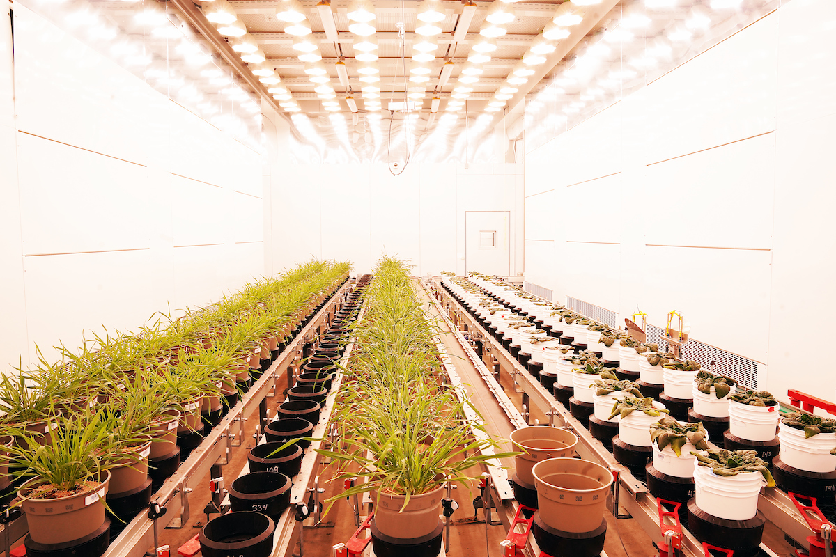 Plants are lined on conveyor belts inside the Purdue Ag Alumni Seed Phenotyping Facility.