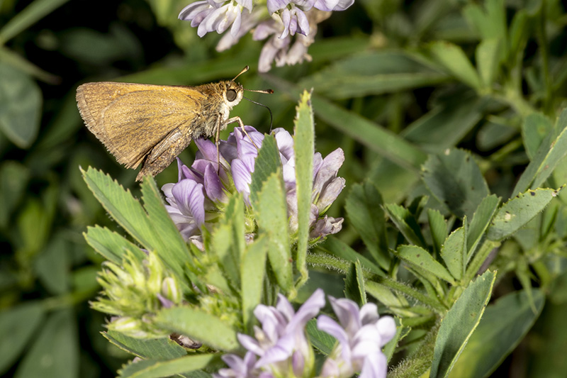 A skipper rests on the flower of an alfalfa plant, one of many forage species covered in the newly updated fourth edition of the Purdue Extension Forage Field Guide. The pocket guide covers all the vital information that forage producers need, including pest information, soil fertility, animal nutrition and more. (Purdue University photo/John Obermeyer)