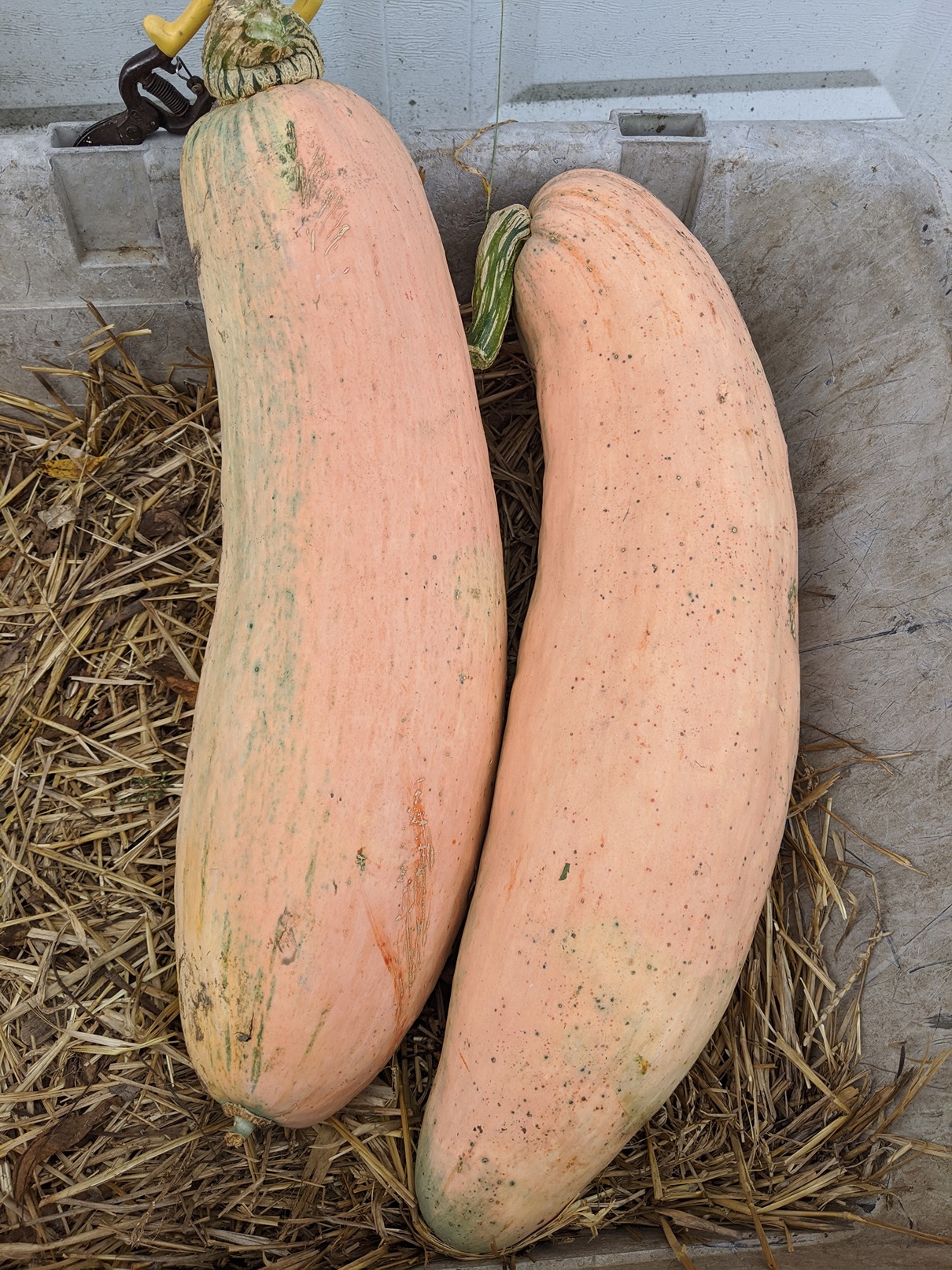 Banana squash