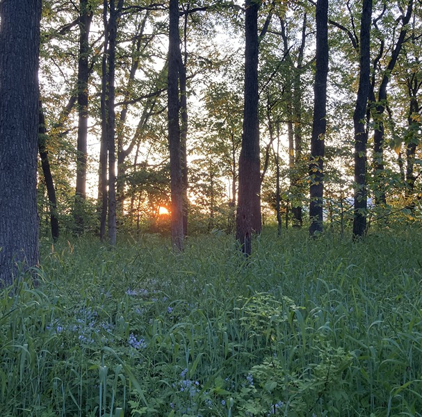 A picture of the sunrise through a the trees of a bushy forest