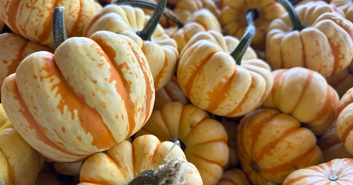 Small pumpkins rest in a pile
