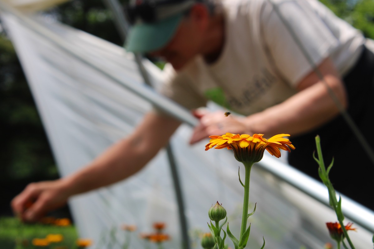 Edible flowers