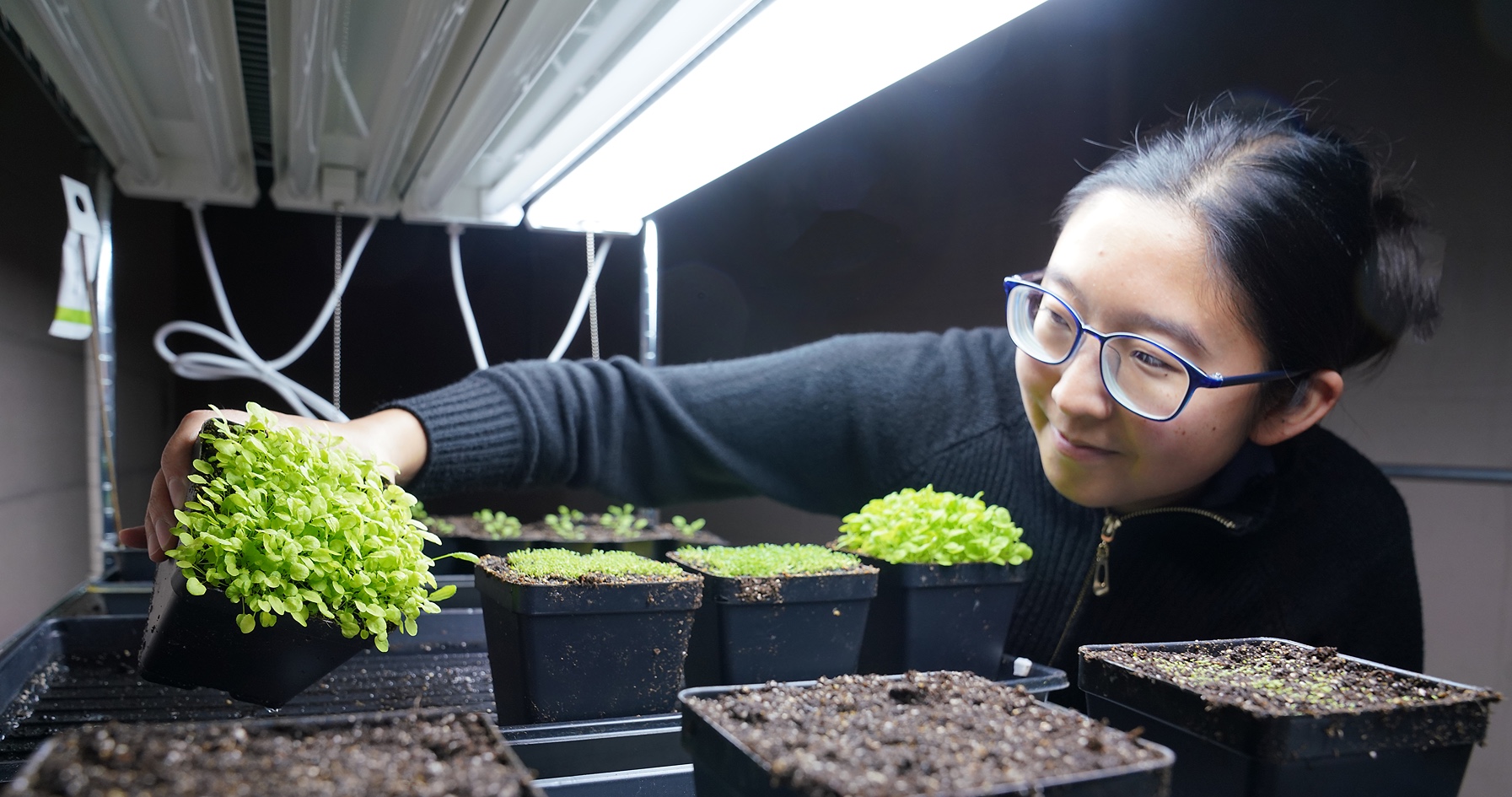 Yuan Chichien works in botany lab with plants. 