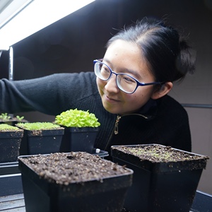 Yuan Chichien works in botany lab with plants. 