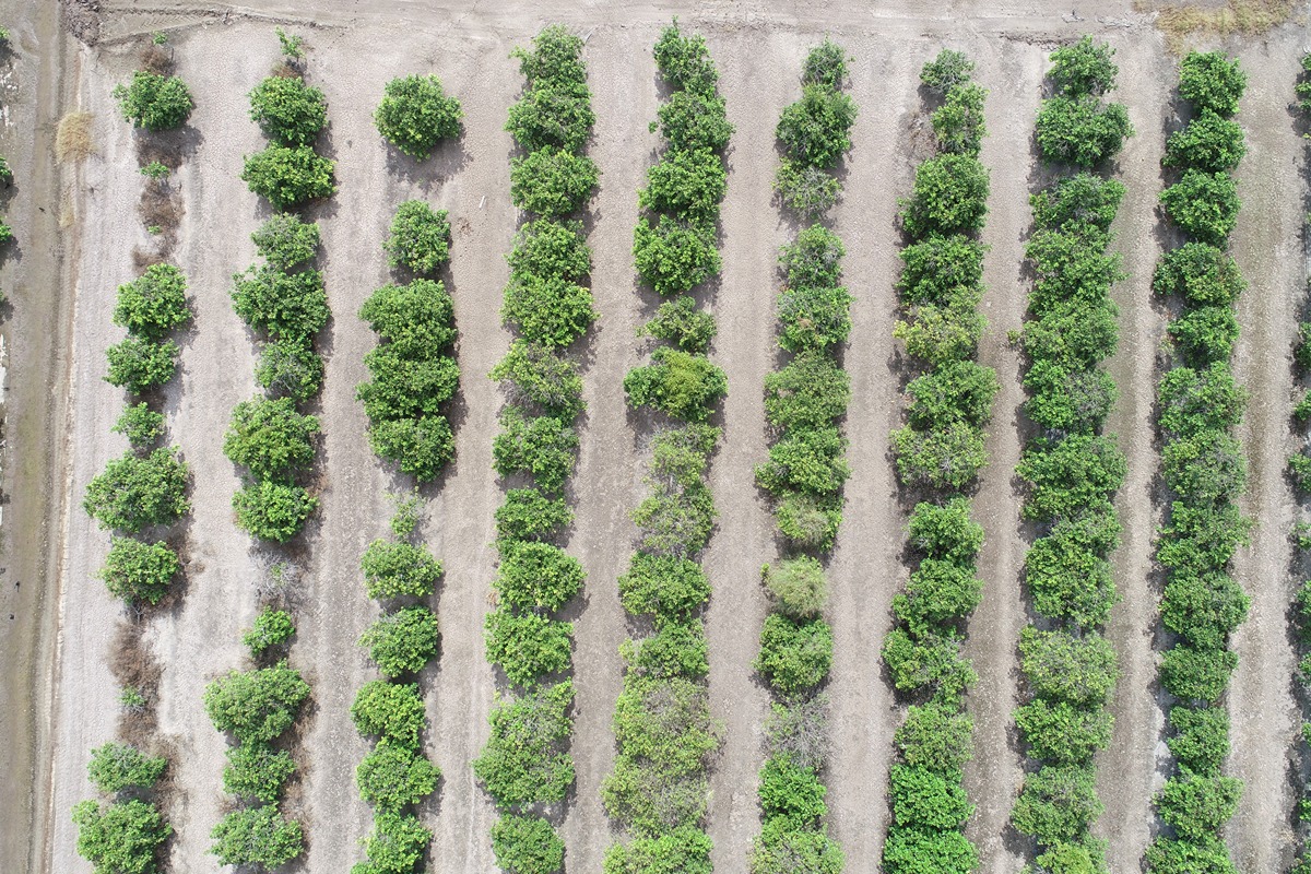 Aerial view of lemon orchard