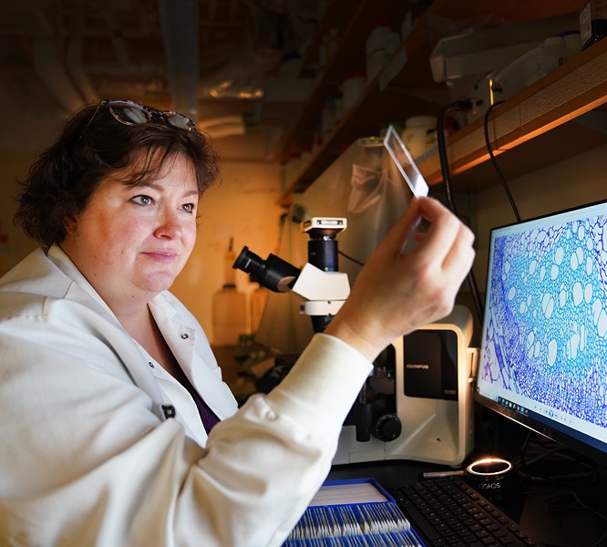 Caldwell looks at a microscope slide with a picture of plant anatomy pulled up on her computer