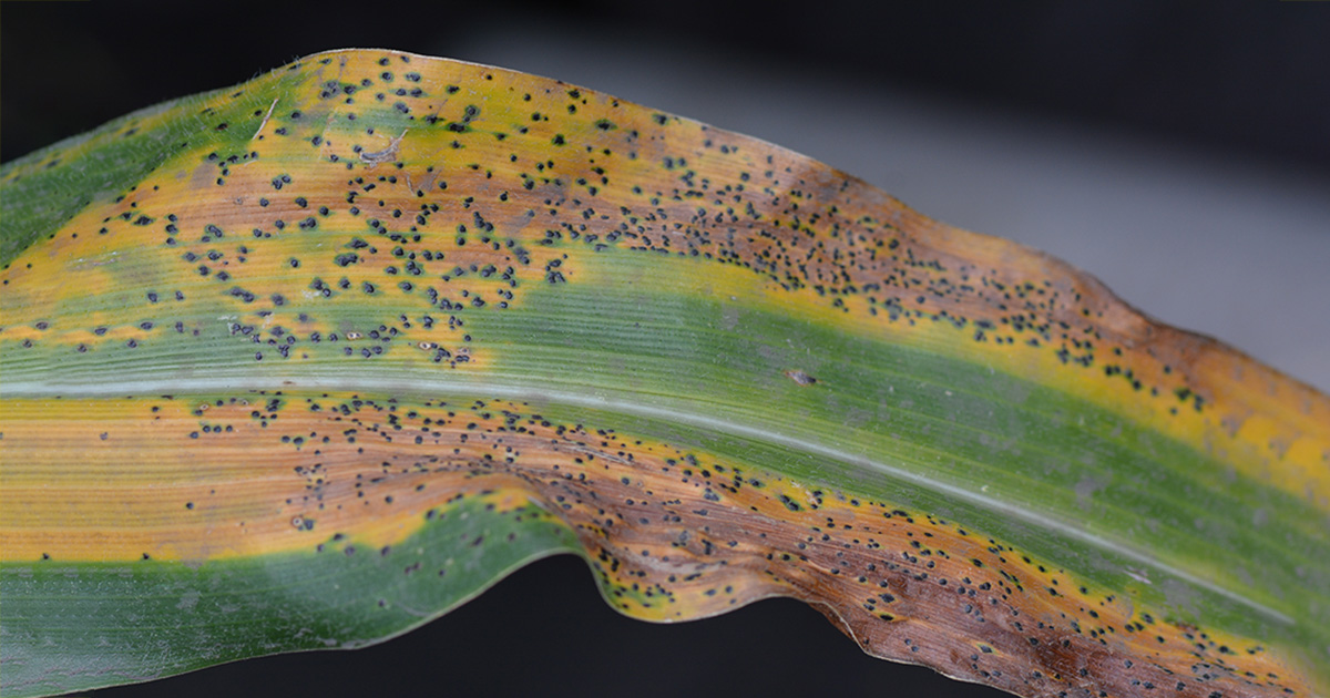 Fighting Tar Spot, A New Foe for Farmers