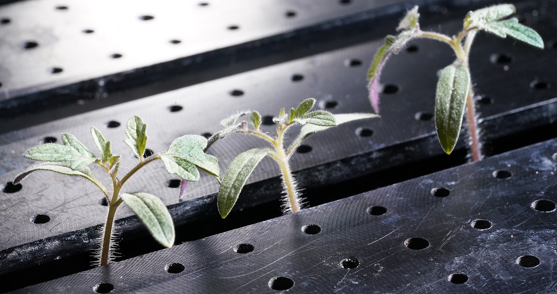 Close Up of Tomato Seedlings in Science Carrier