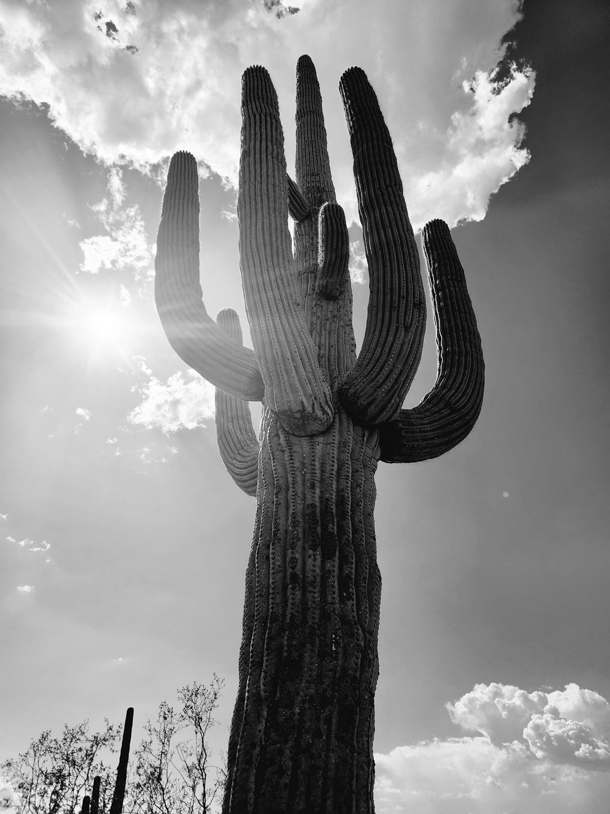 An artsy black and white image of a Saguaro Cactus