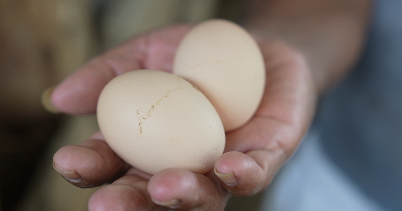 A hand holding two eggs