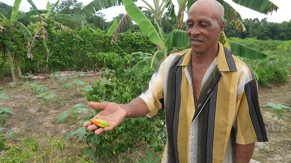 Reginald Lestage holds out a green and orange pepper. He is standing in the middle of a garden outside.