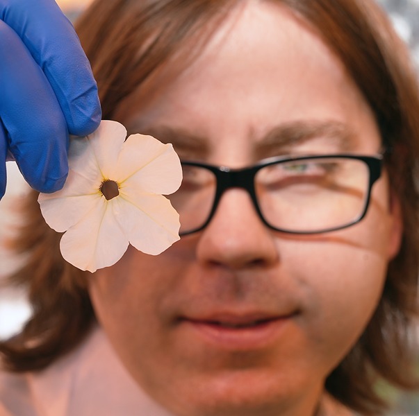 Scientist holds a petunia section up to his eye.