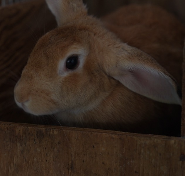 darren-joseph-bunny.jpg