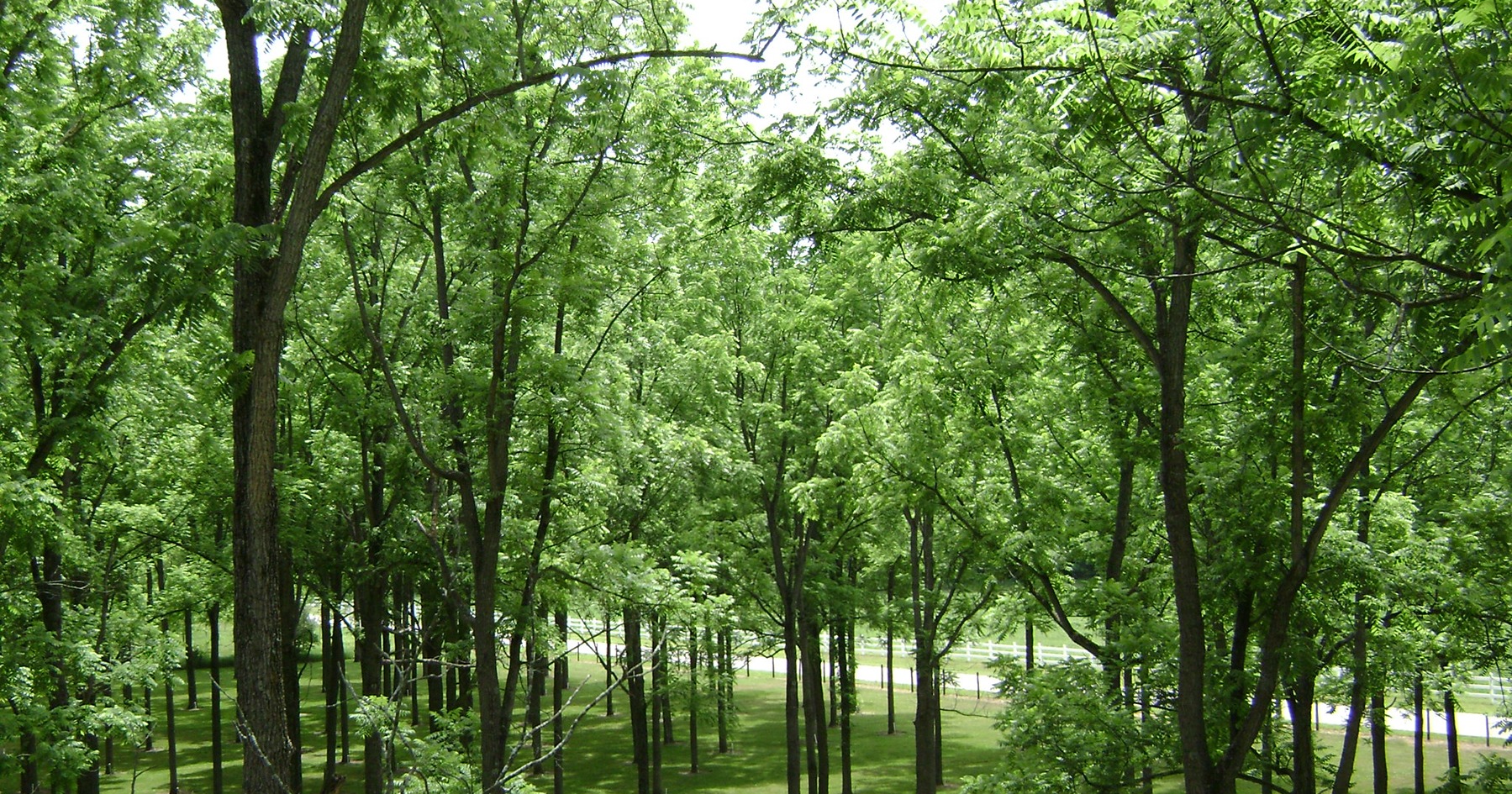 The walnut plantation at Martell Forest.
