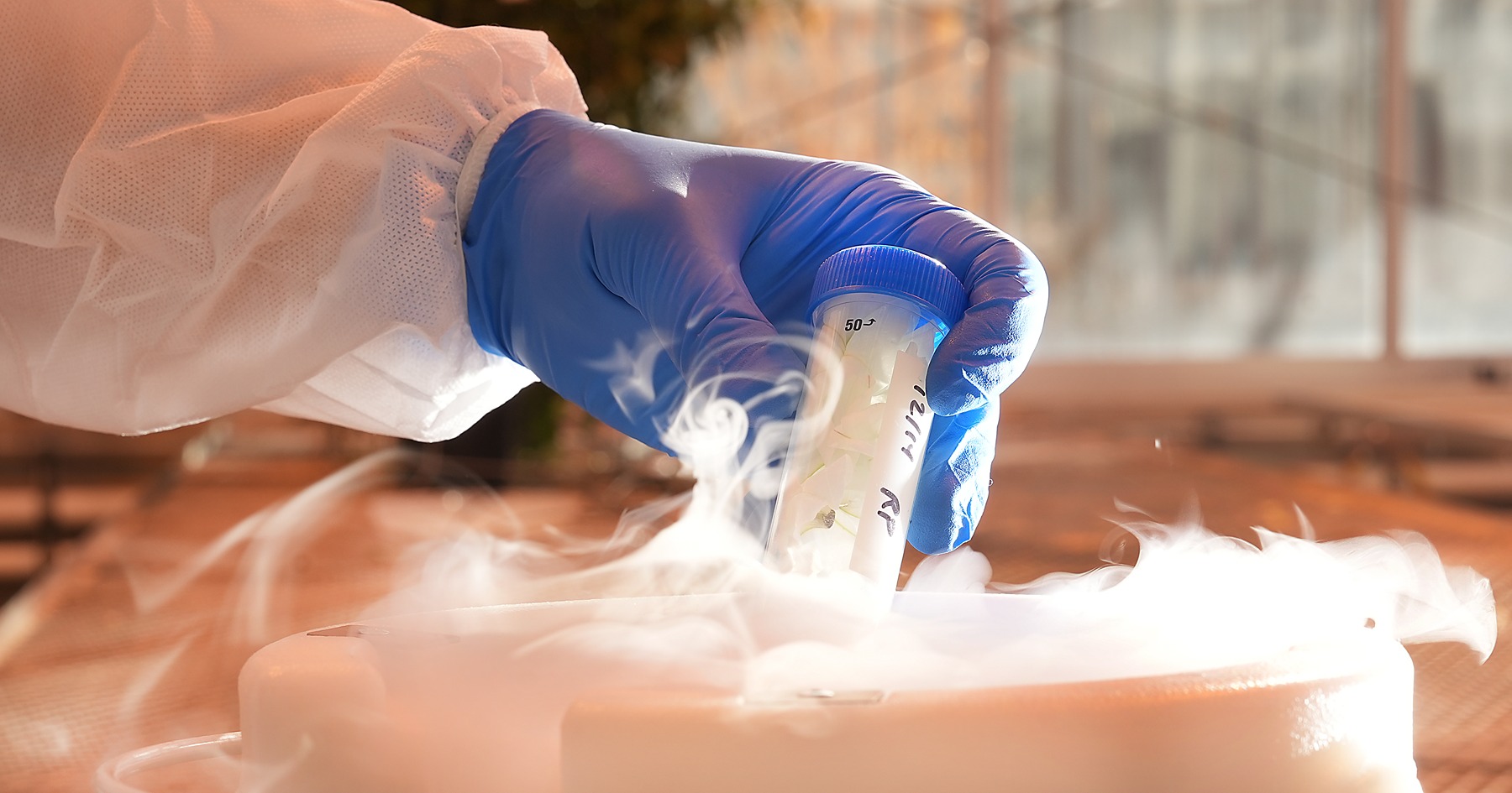 A scientists dips a tube of petunia petals into liquid nitrogen to freeze it for tissue harvest.