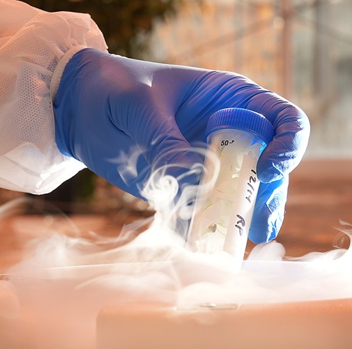 A scientists dips a tube of petunia petals into liquid nitrogen to freeze it for tissue harvest.